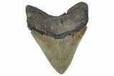 Serrated, Fossil Megalodon Tooth - Georgia #338700-1